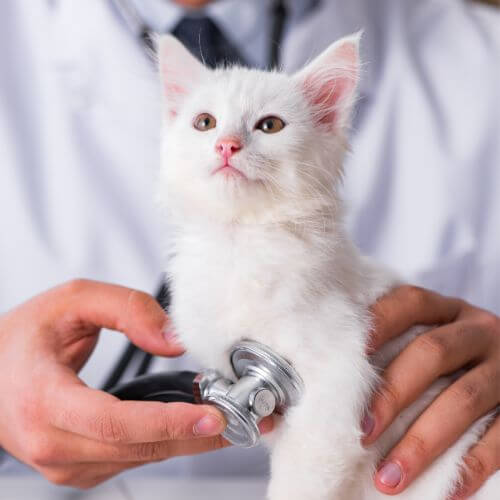 veterinarian checking cats heartbeat
