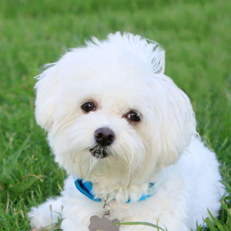 a white dog sitting in grass