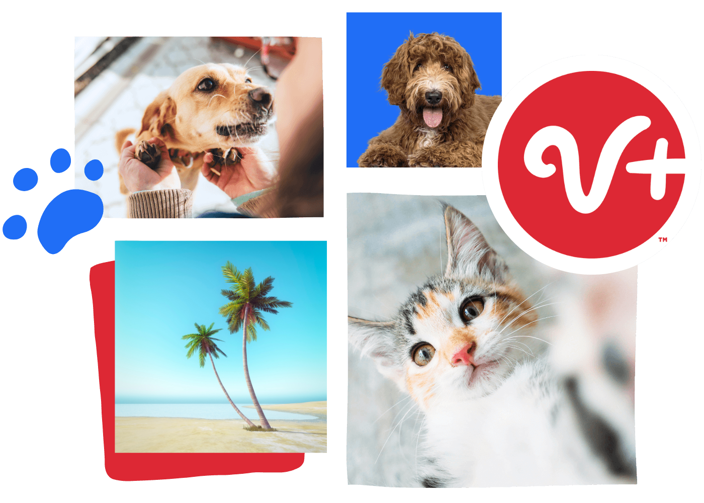 collage of palm tree, dog and cat photos