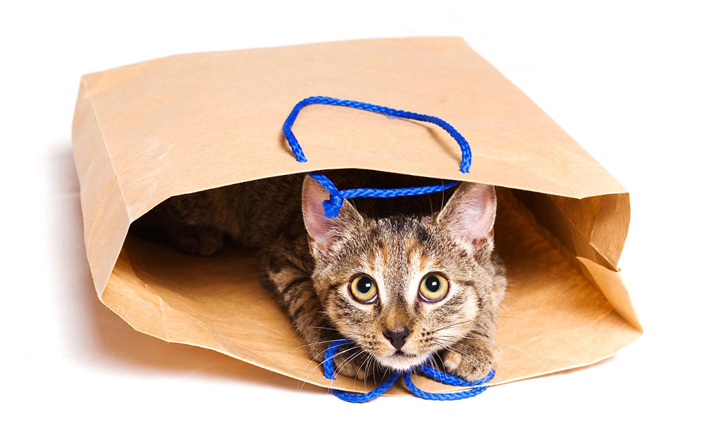 curious cat inside paper bag
