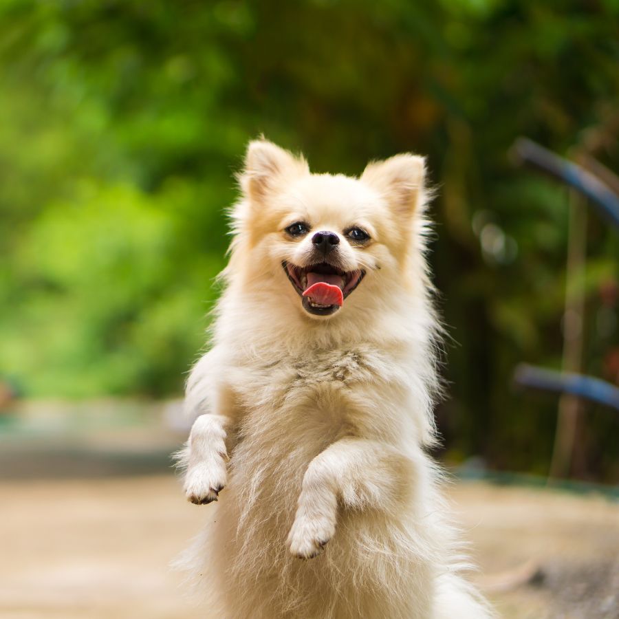 a dog standing on its hind legs