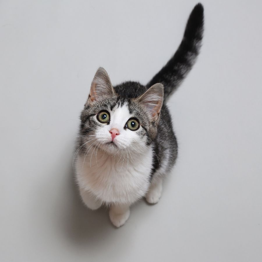 a cat with gray background